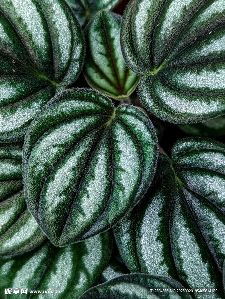 条纹绿叶植物特写
