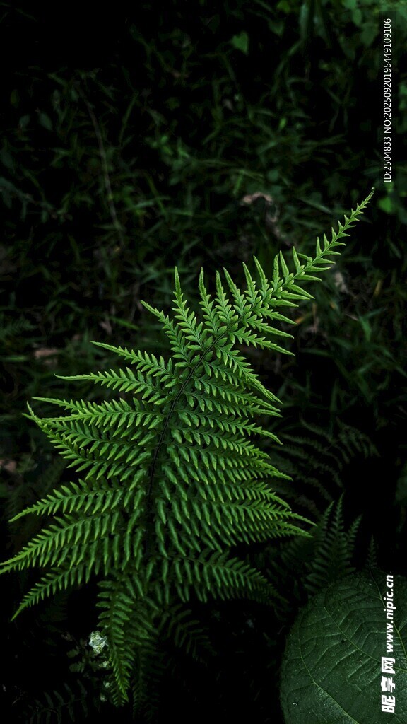 翠绿蕨类植物特写