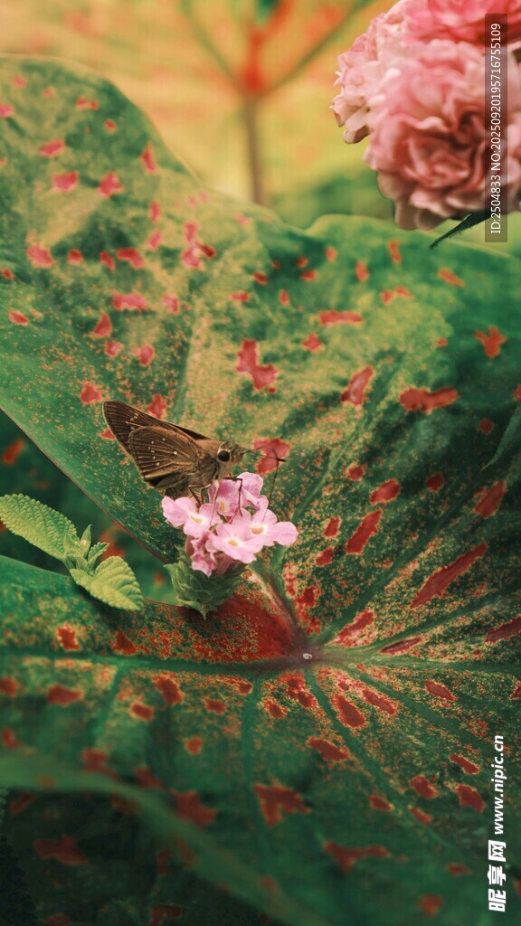 绿叶间的娇艳粉色花朵