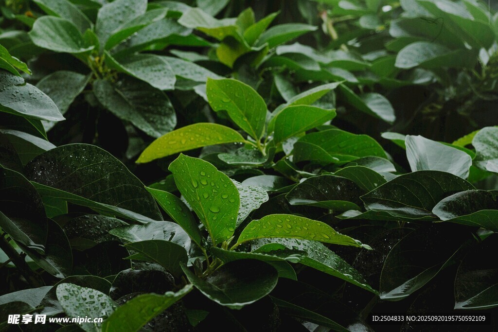 翠绿繁茂的植物叶片
