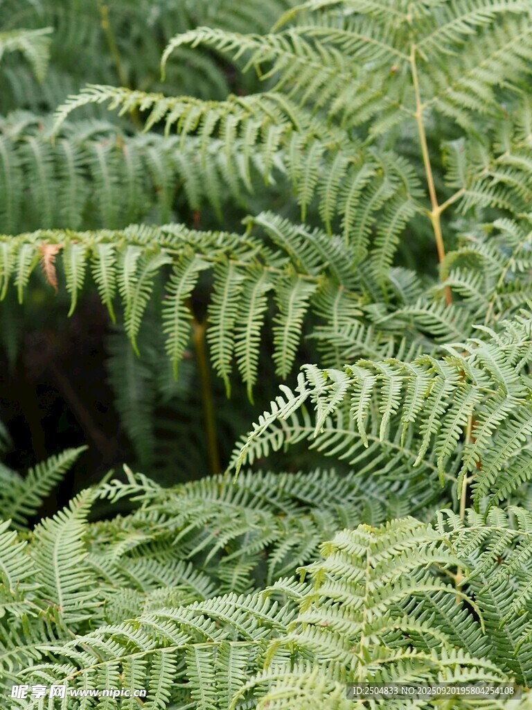 翠绿蕨类植物的自然景致