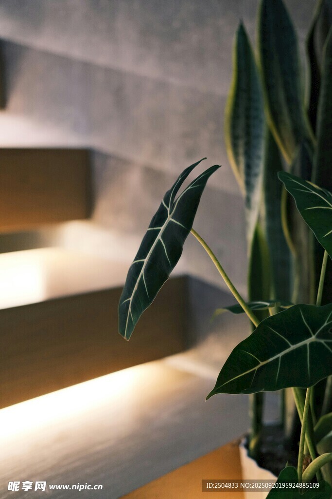 楼梯旁的绿植景观