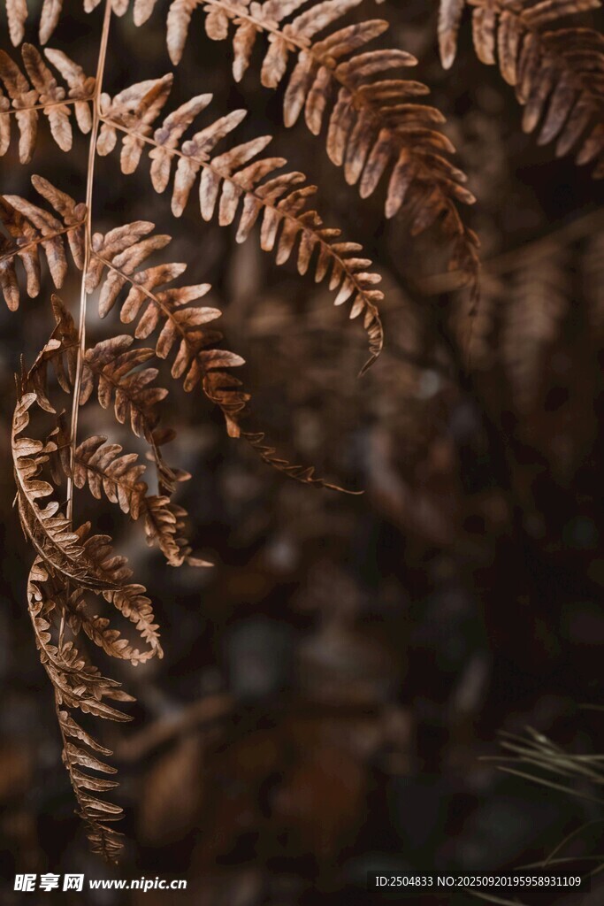 秋日蕨类植物特写