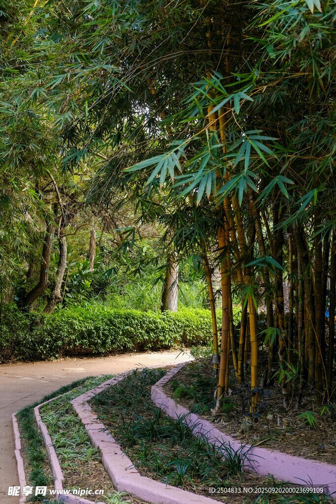 竹林环绕的蜿蜒小径