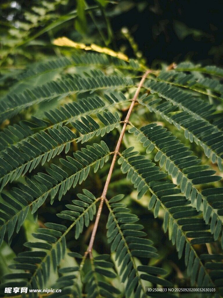 羽状复叶的植物特写