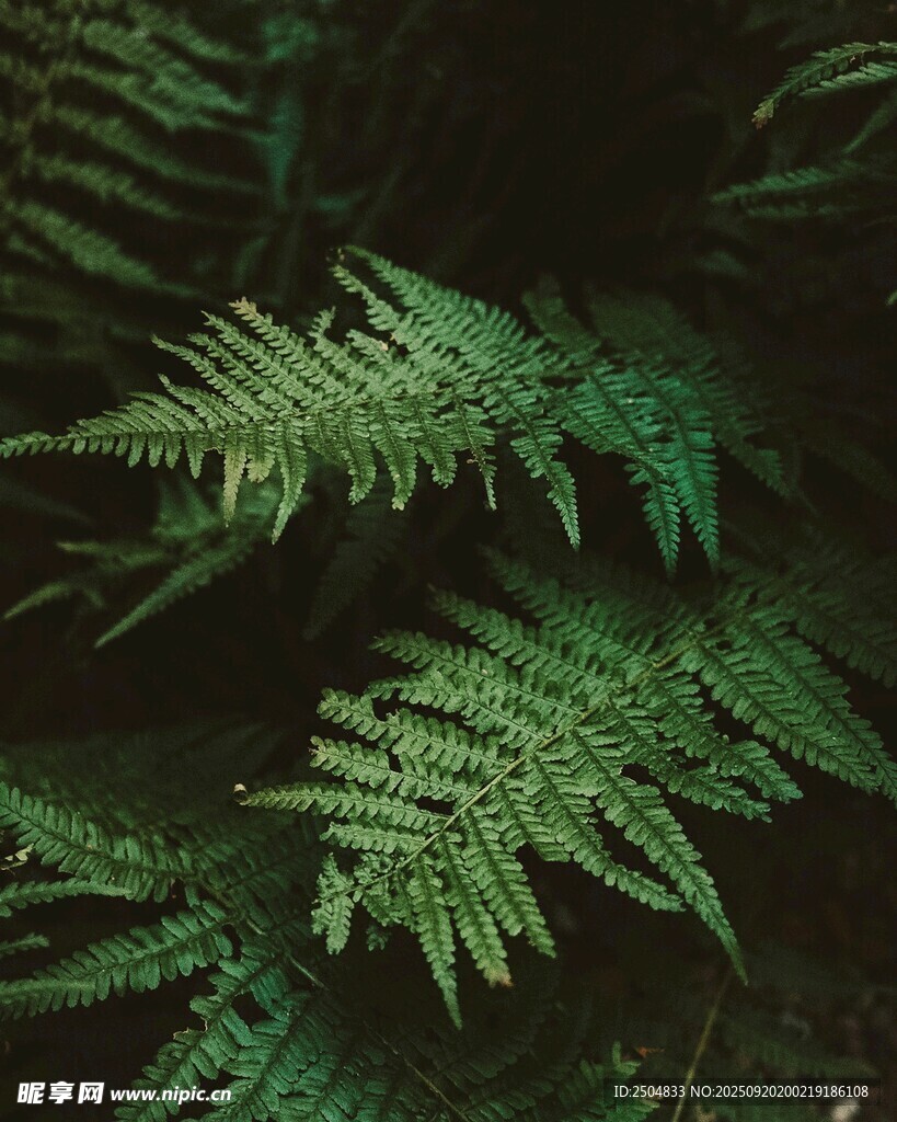 翠绿蕨类植物叶片特写