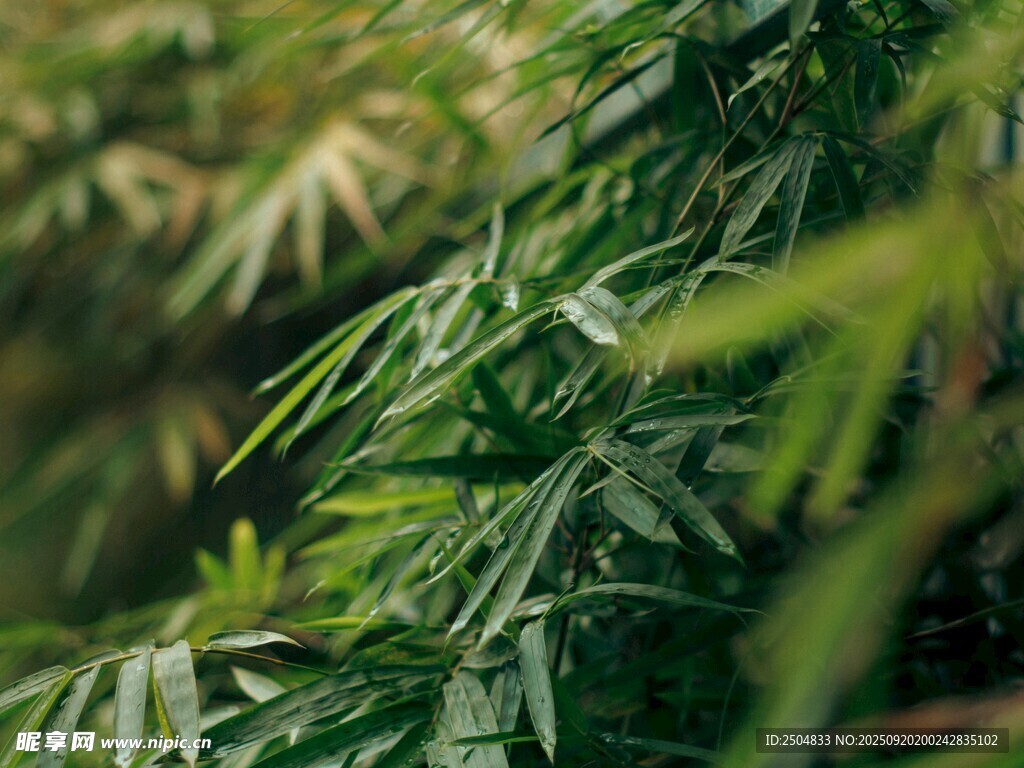 翠绿竹叶特写