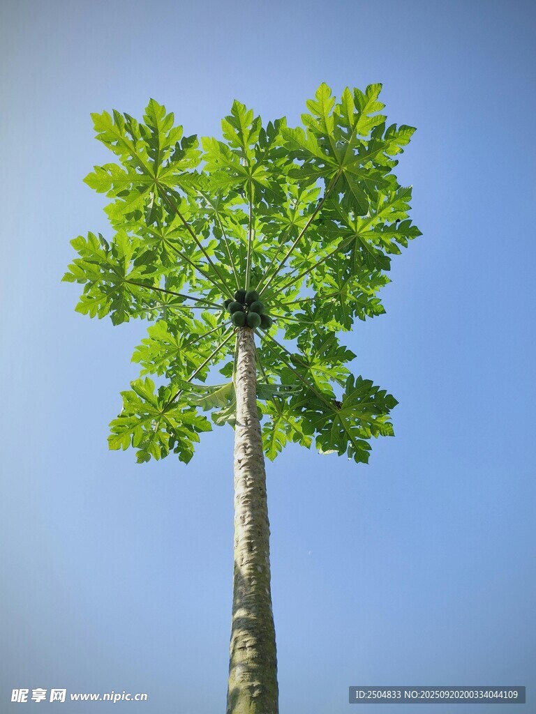 挺拔绿树傲立蓝天之下