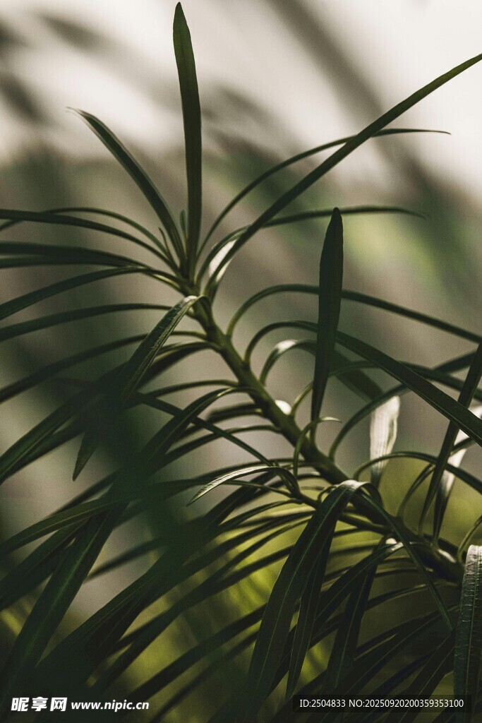 阳光下的翠绿植物枝叶