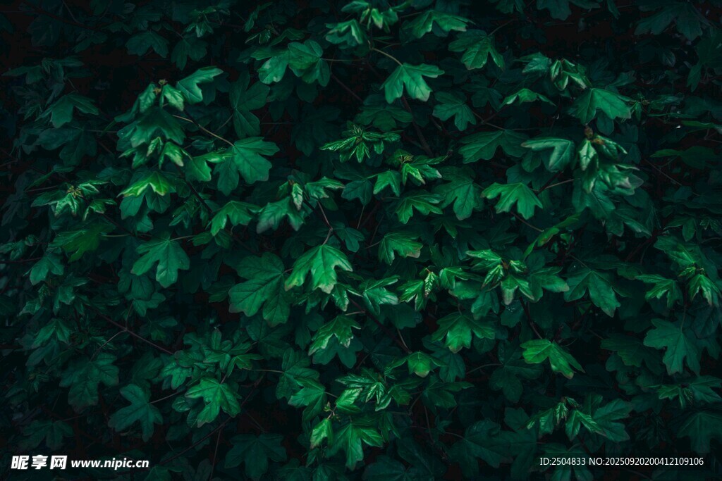 茂密翠绿的树叶植物景观