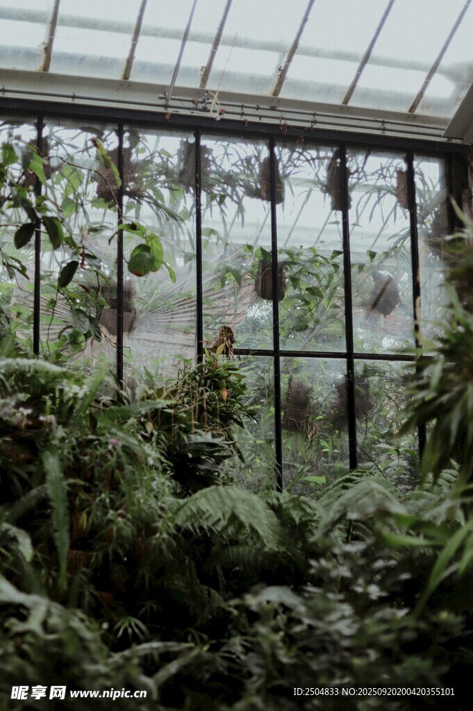 温室中的繁茂植物景观