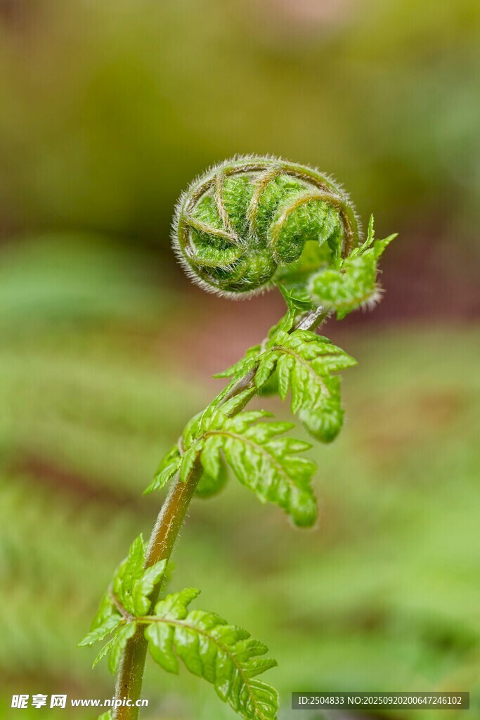 卷曲蕨类植物特写