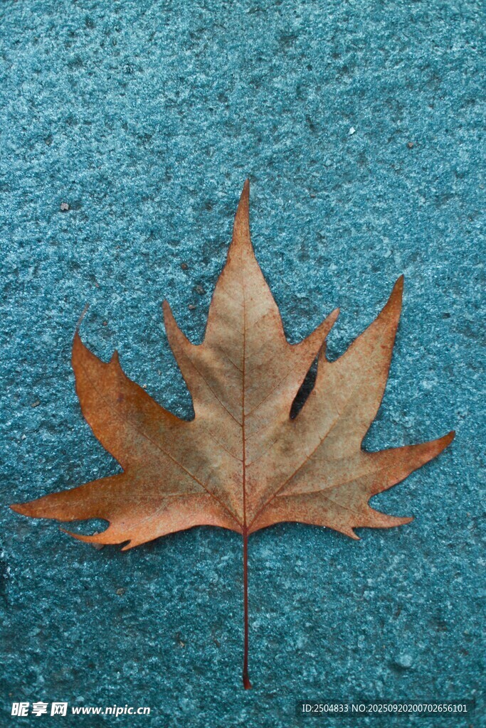 蓝色背景上的一片枯叶