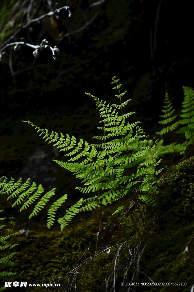 翠绿蕨类植物特写