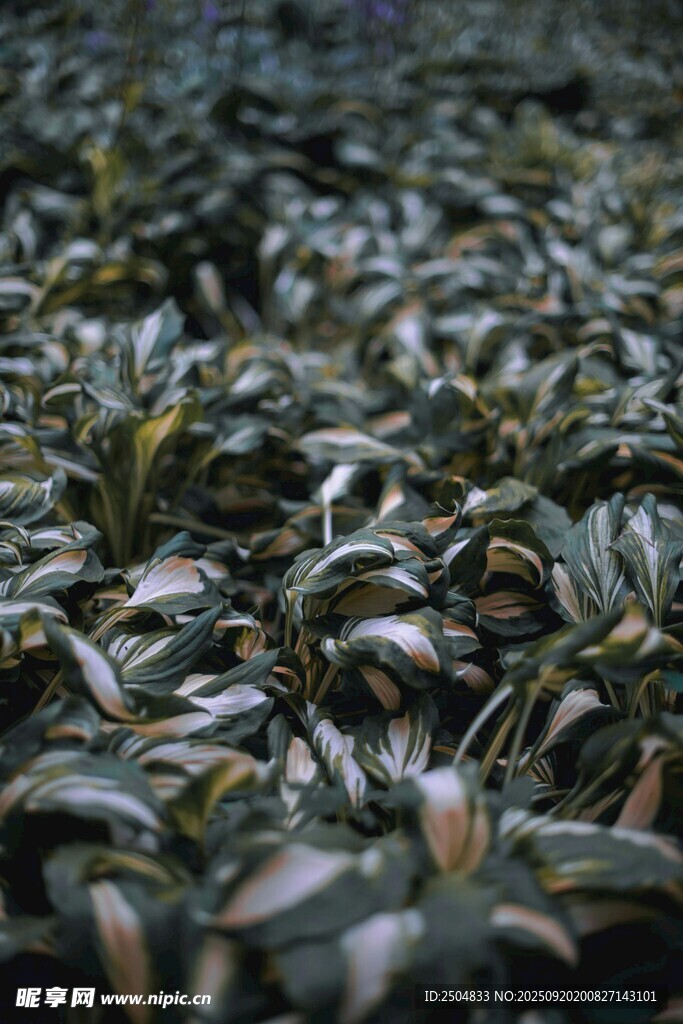 密集绿植景观