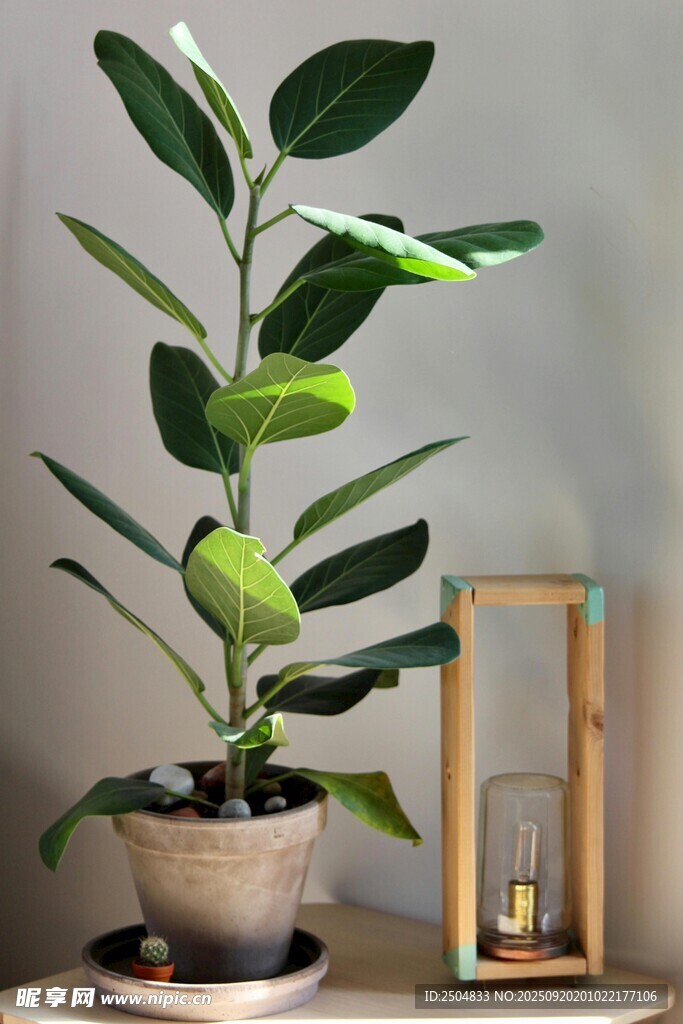 室内绿植盆栽 清新小景
