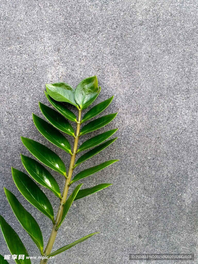 灰背景上的翠绿羽状叶片