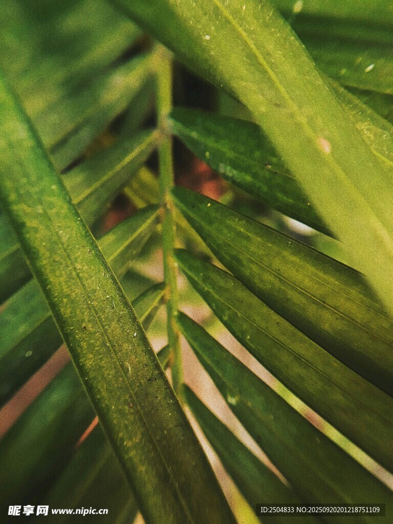 翠绿棕榈叶特写