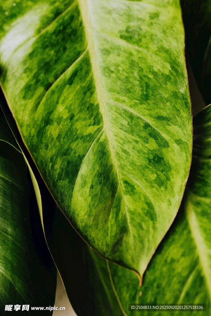 翠绿宽大的植物叶片特写