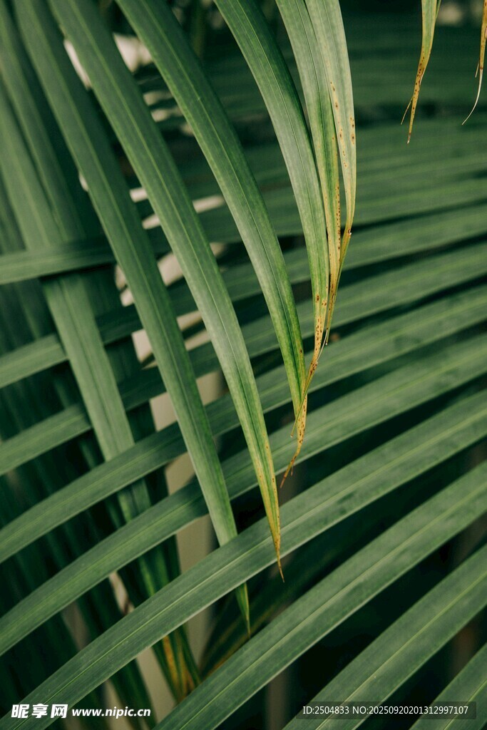 翠绿棕榈叶特写