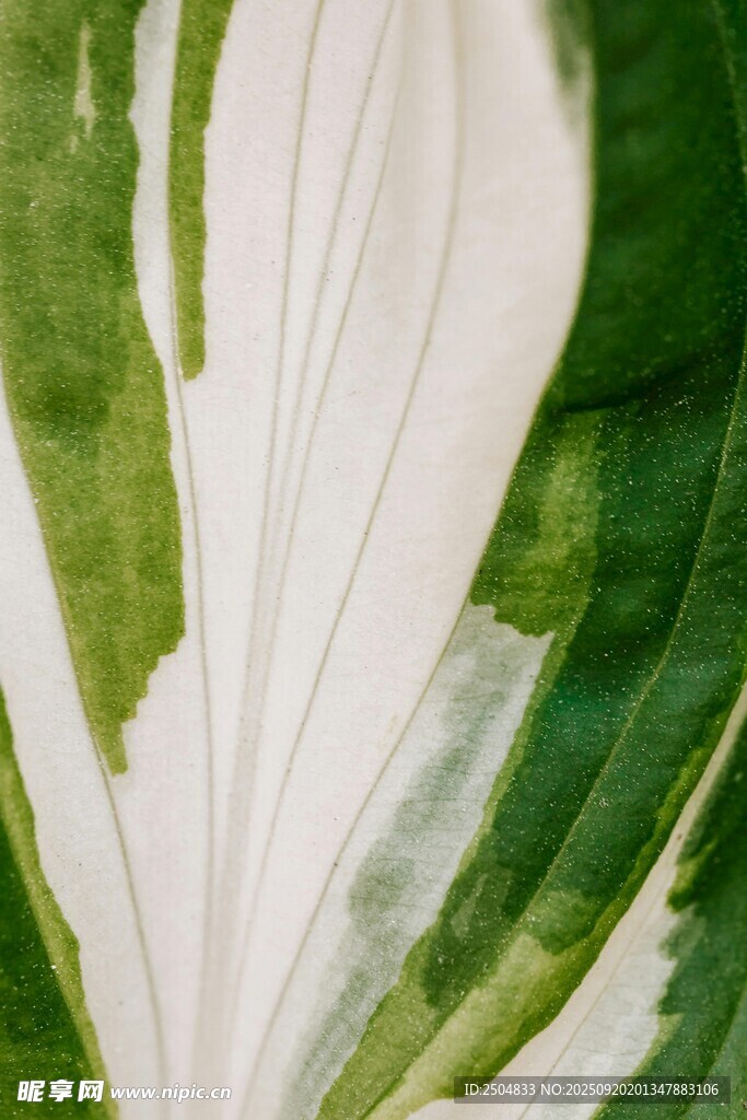 绿叶白纹植物特写