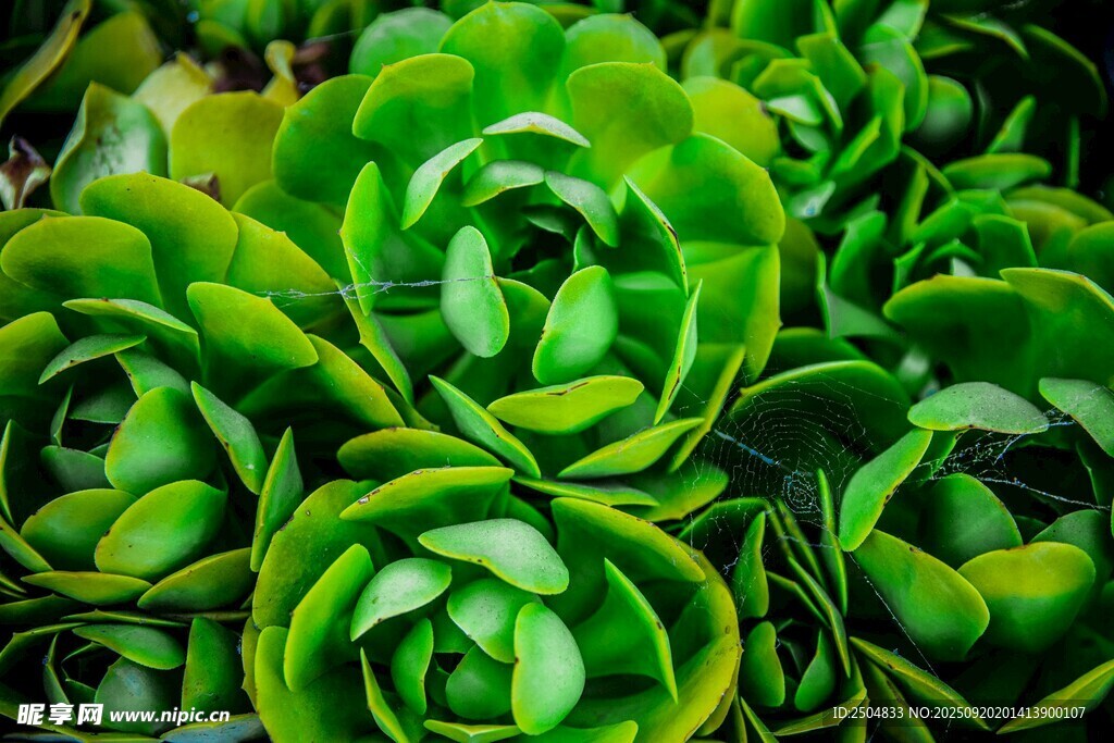 翠绿多肉植物特写