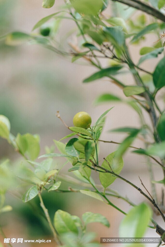 枝头青果 绿意盎然