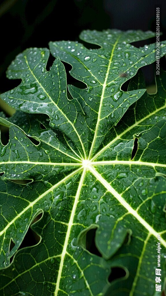 独特形状的绿色植物叶片