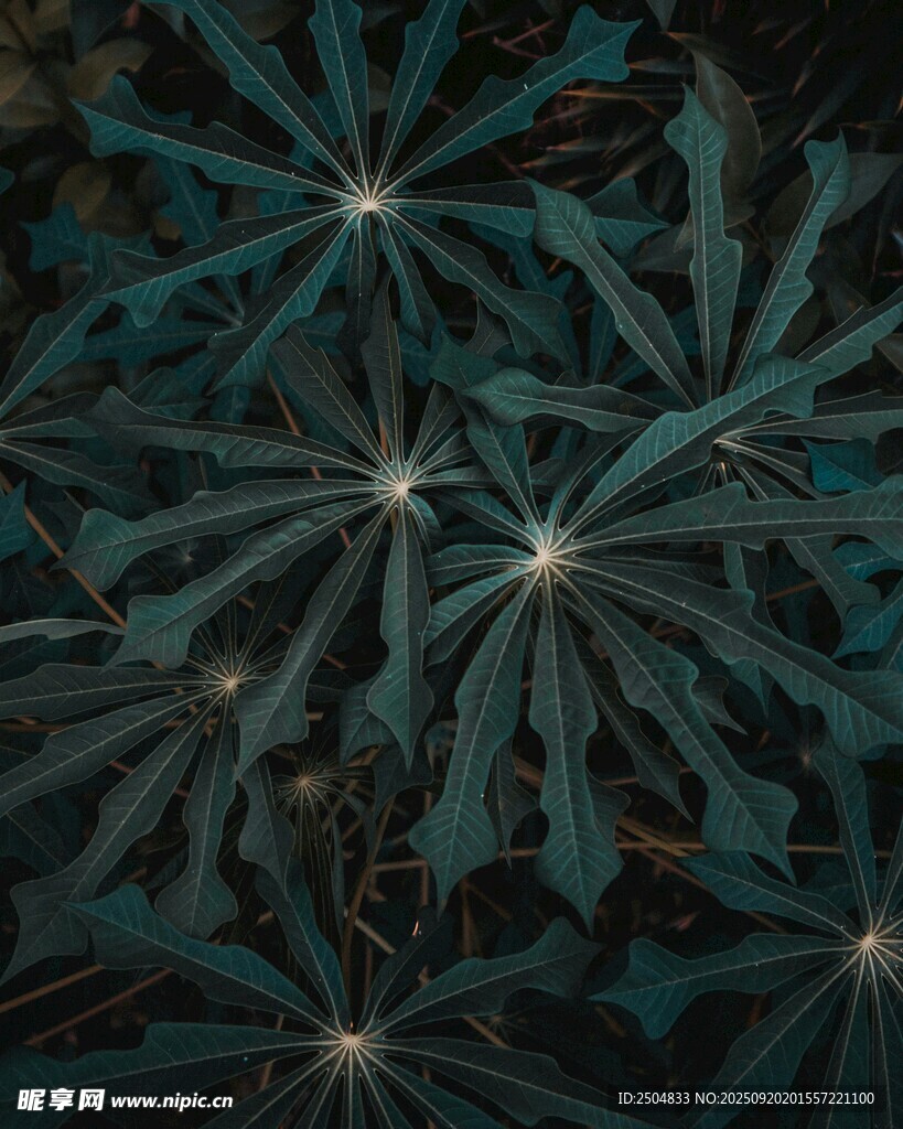 深绿叶片特写