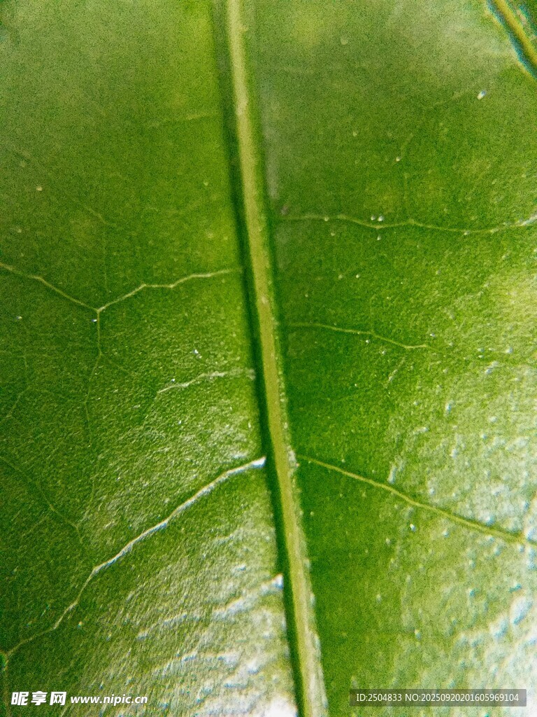 翠绿叶片特写