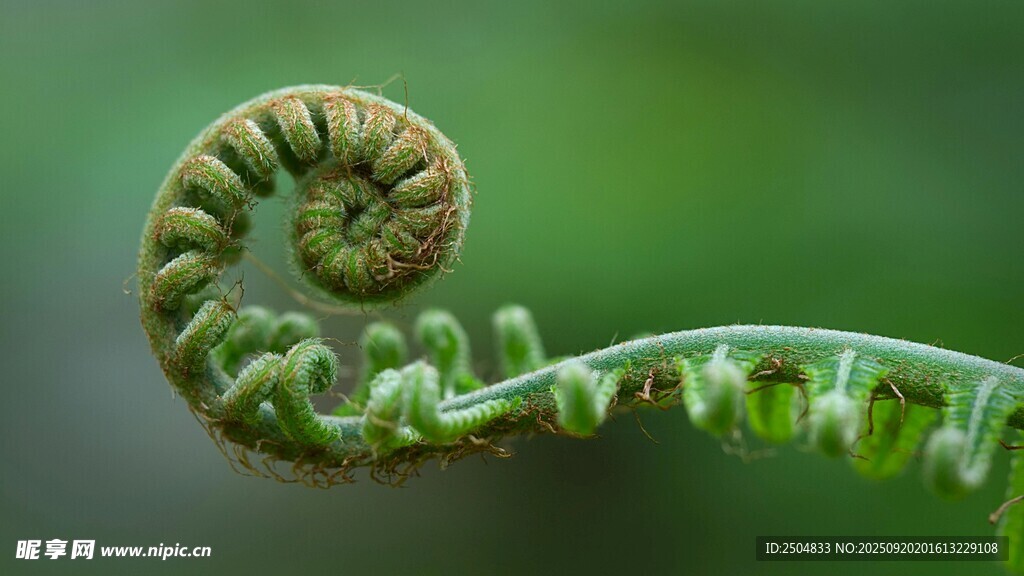 卷曲的蕨类植物嫩芽