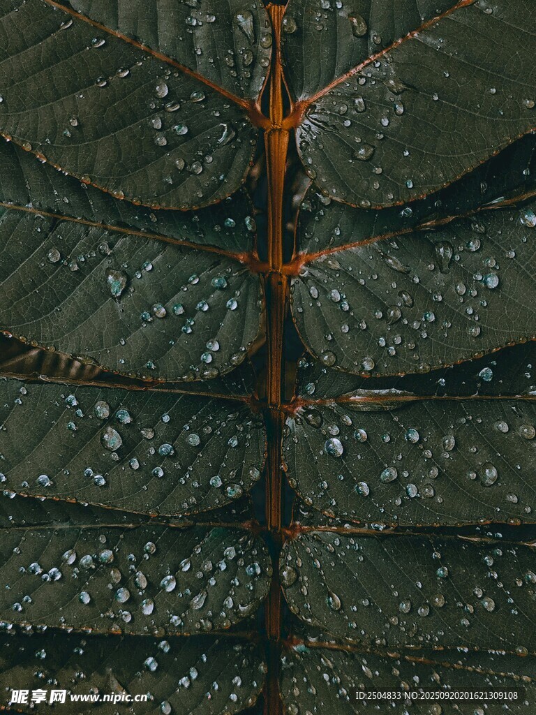 带水珠的深绿叶片特写