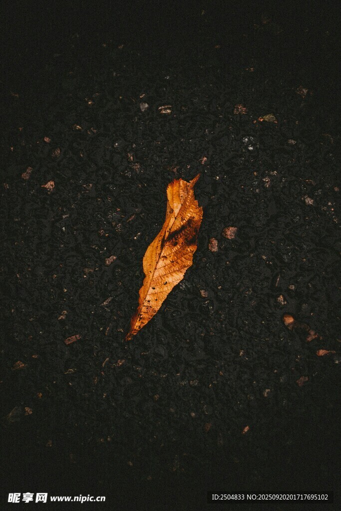 黑暗中孤独的橙黄枯叶
