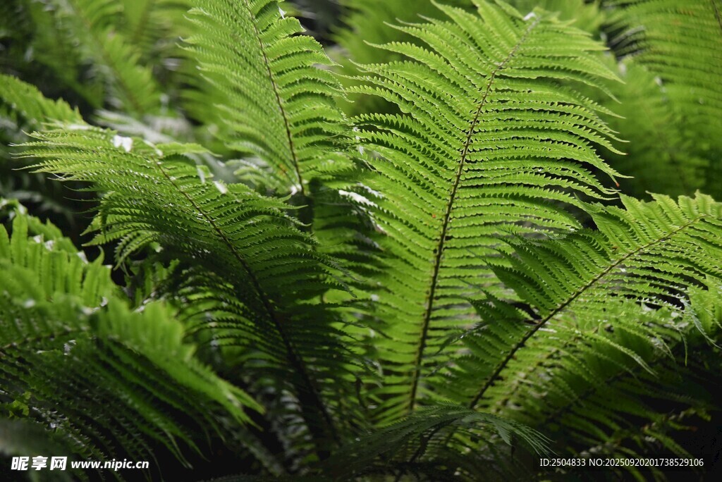 翠绿蕨类植物特写