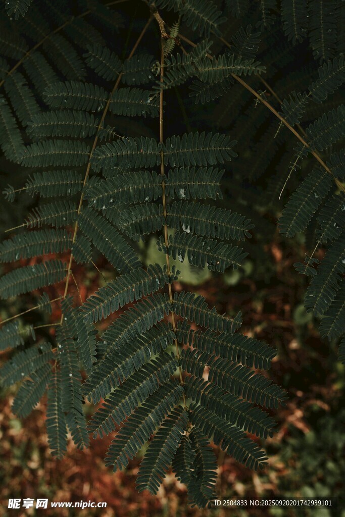蕨类植物叶片特写