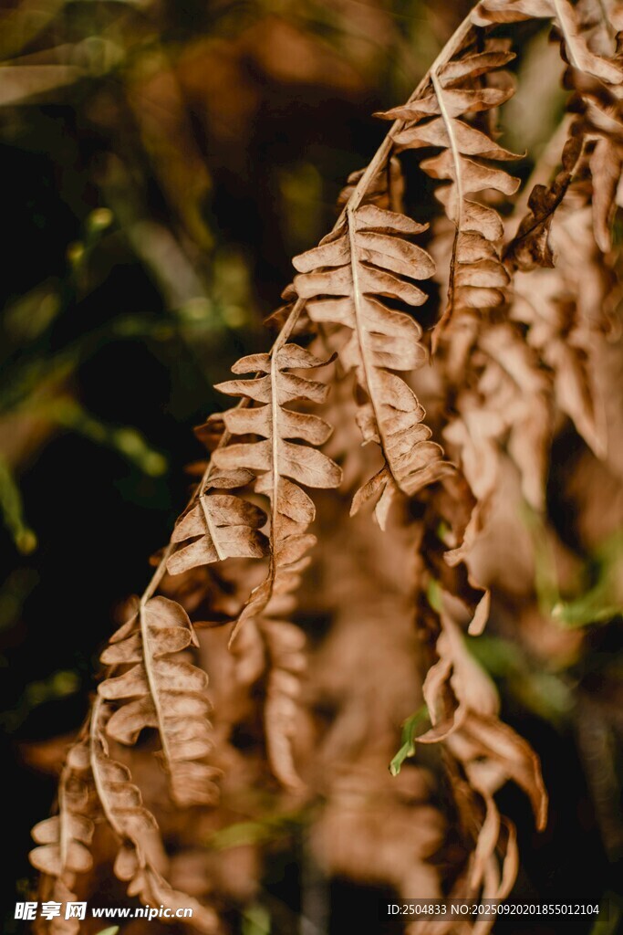 枯萎卷曲的植物叶片