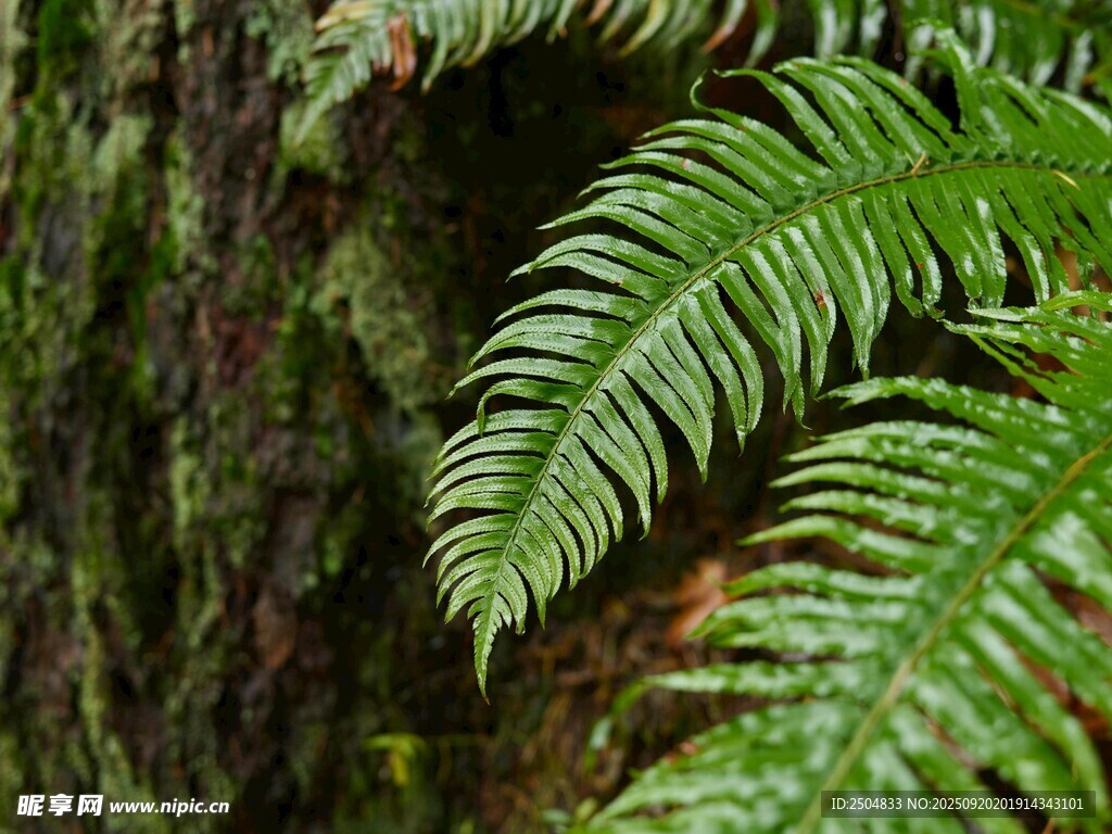 翠绿蕨类植物特写