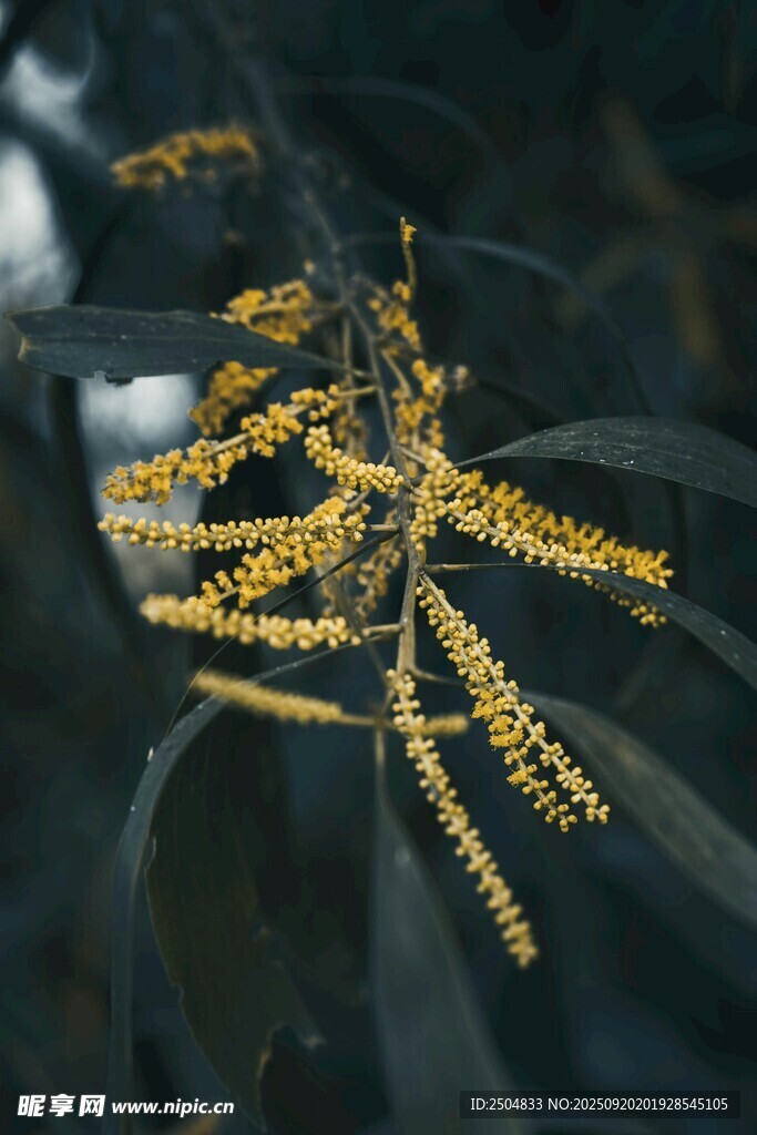 金黄花枝特写