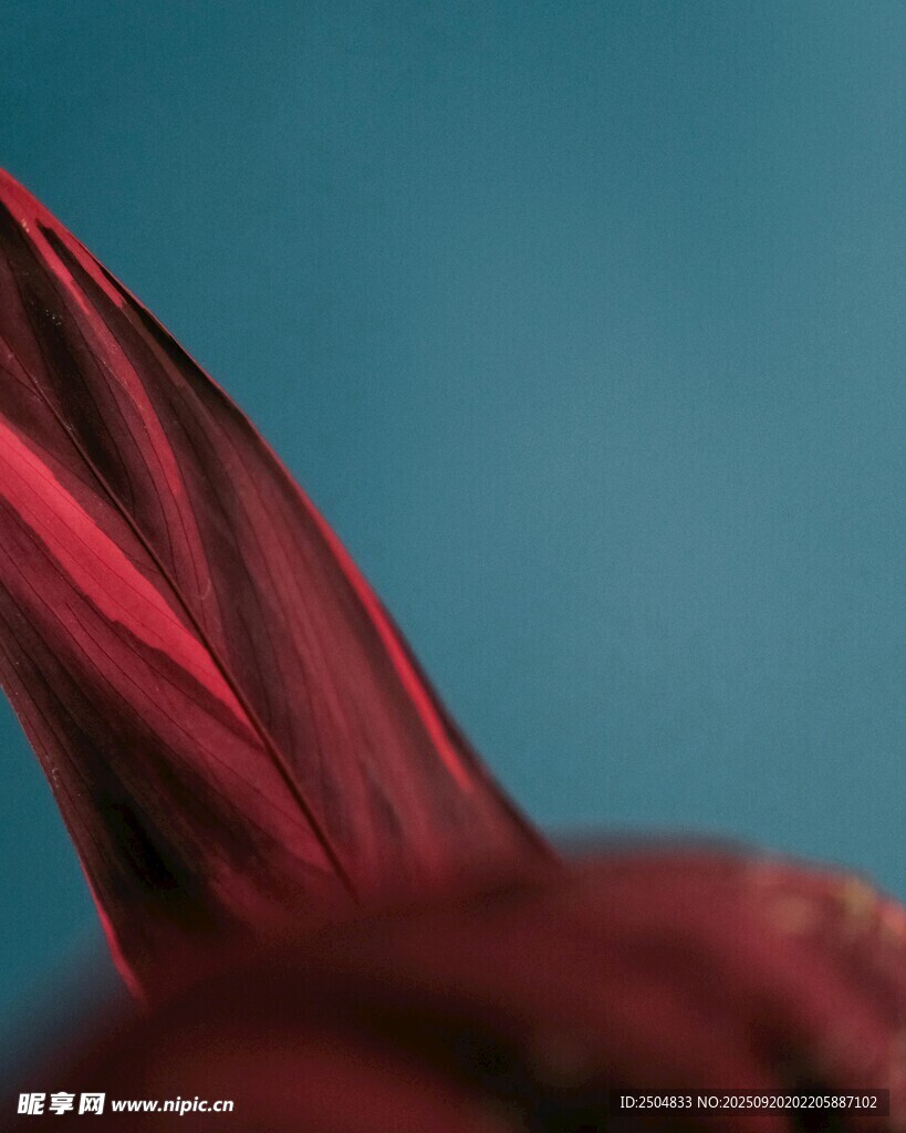 红色织物特写