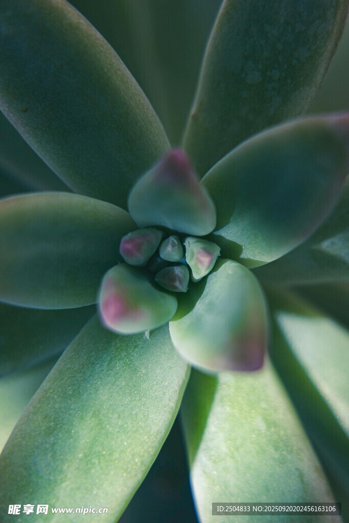 多肉植物特写