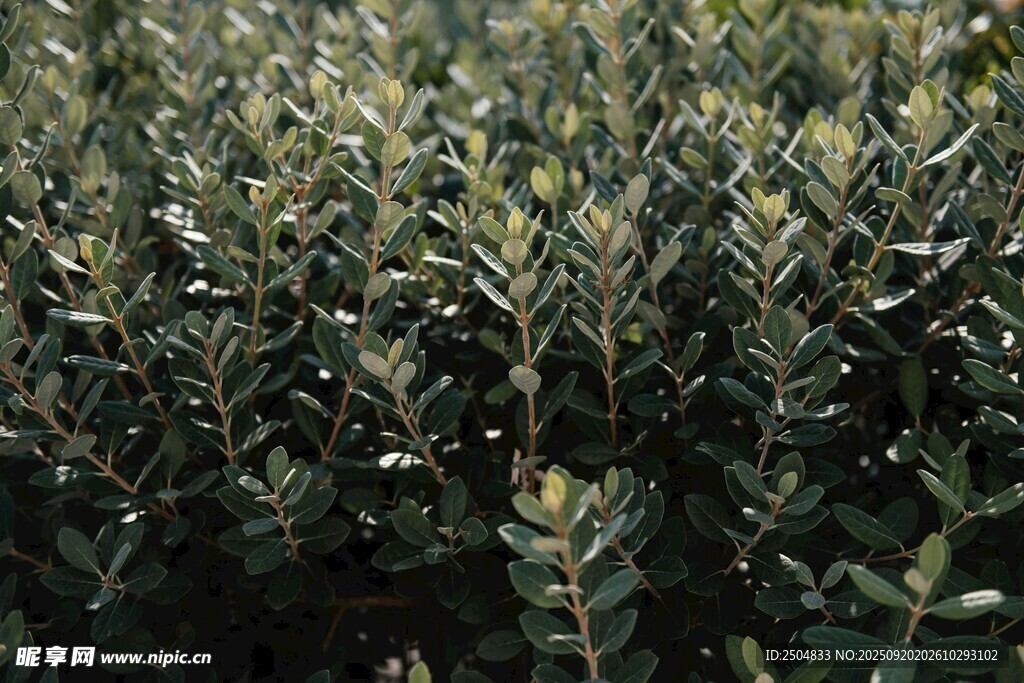 茂密绿植景观