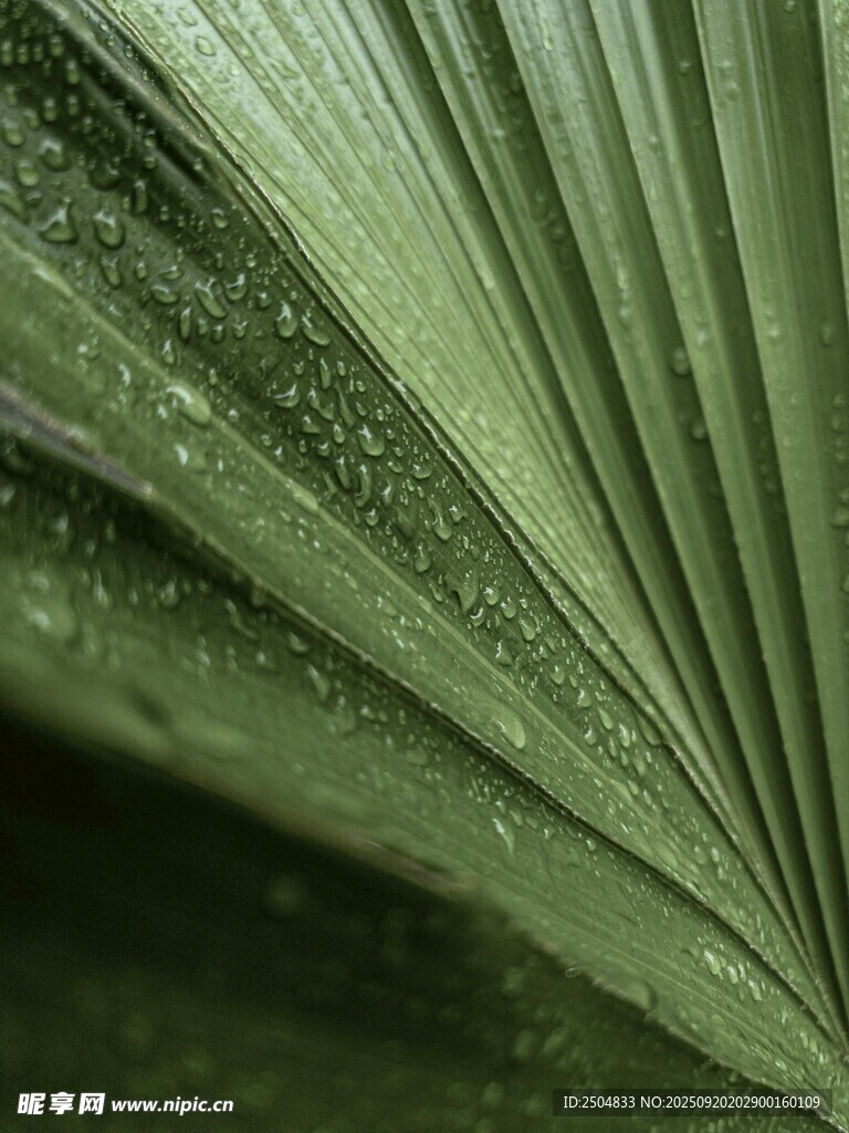 带水珠的翠绿扇形叶片