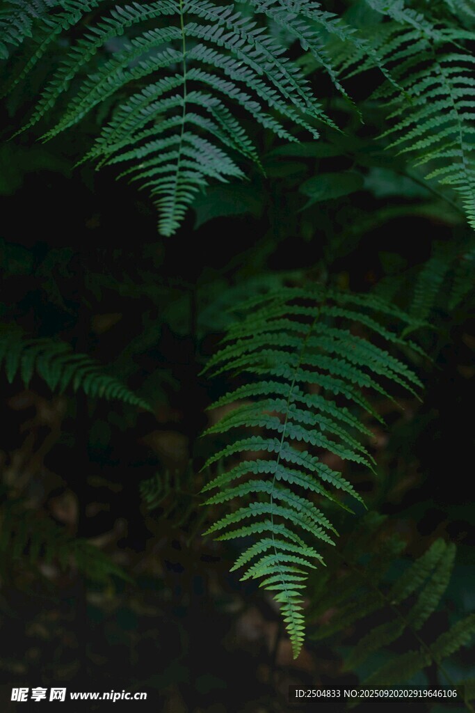 蕨类植物特写