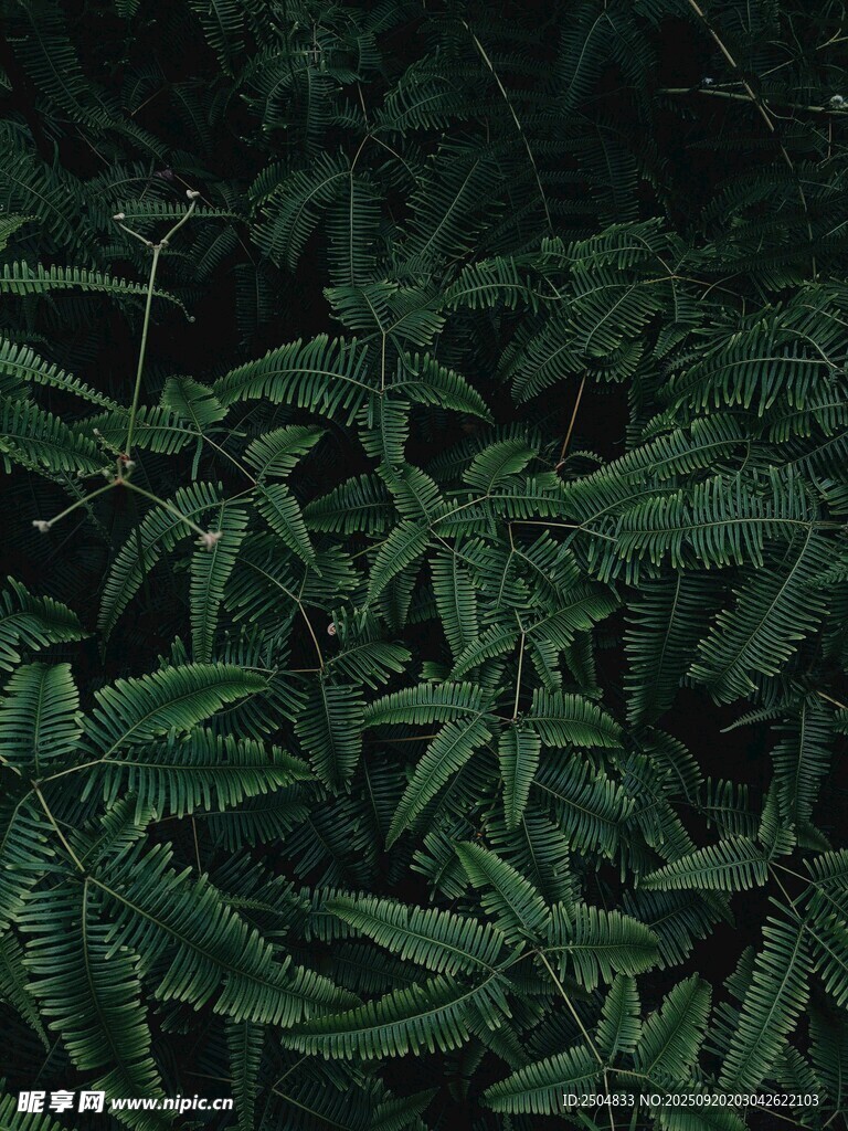 茂密绿植的自然景象