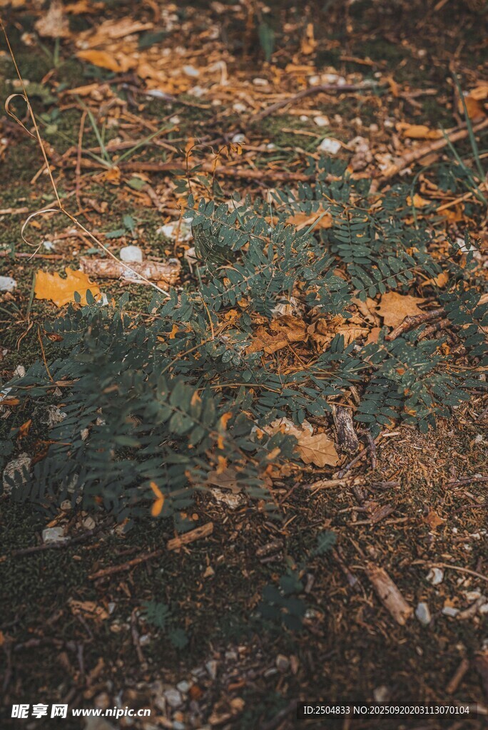 地面的松针与落叶景观