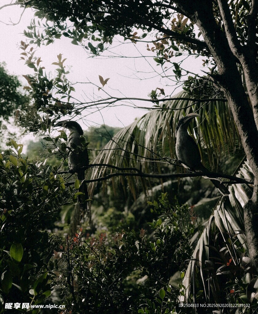 丛林中的繁茂植物景观