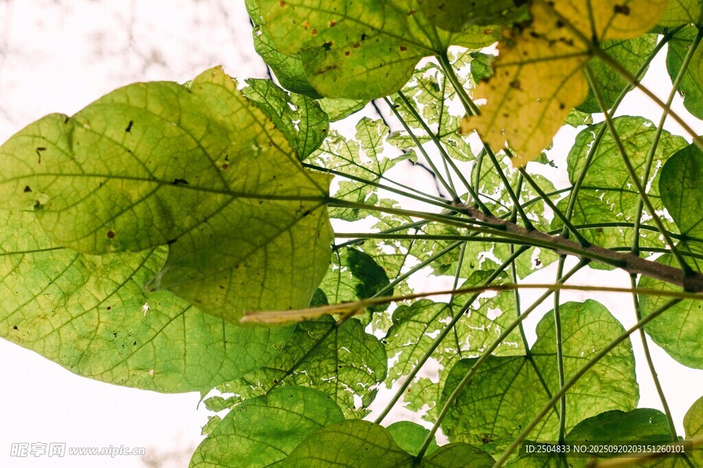 绿叶繁茂的植物特写