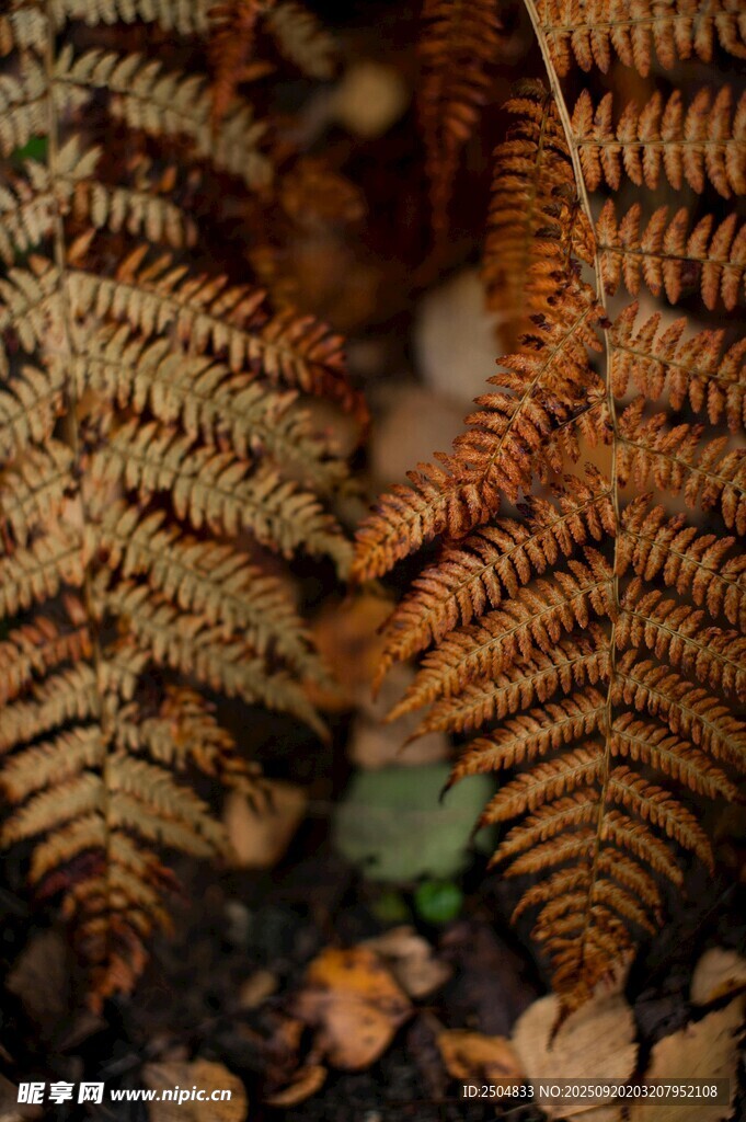 蕨类植物特写