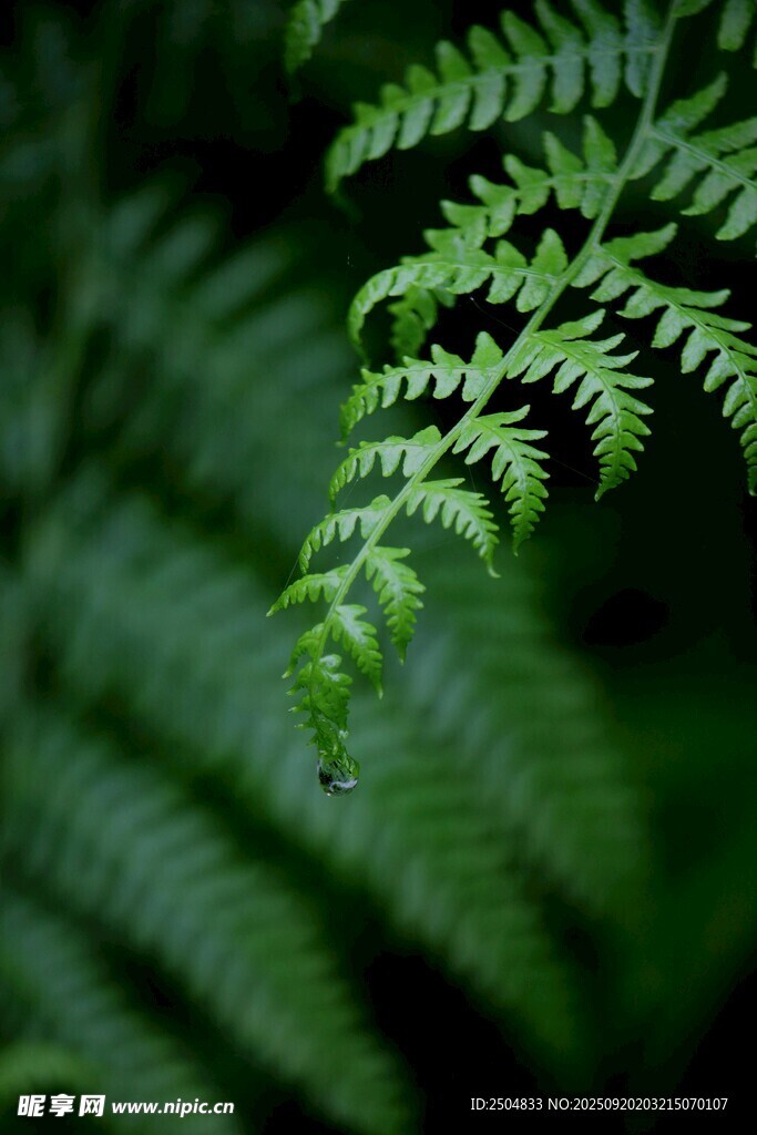 翠绿蕨类植物特写