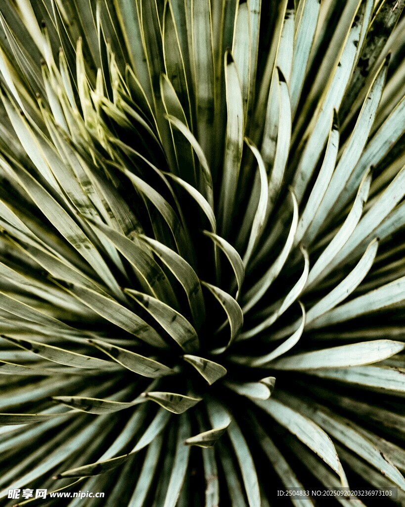 龙舌兰植物特写